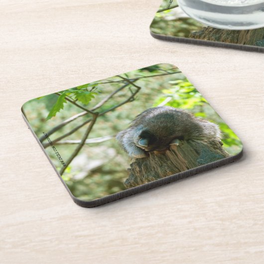Sleeping Raccoon Stickers コースター (左側)