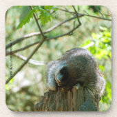 Sleeping Raccoon Stickers コースター (正面)