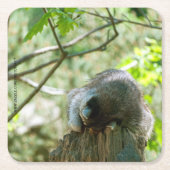 Sleeping Raccoon Stickers スクエアペーパーコースター (正面)