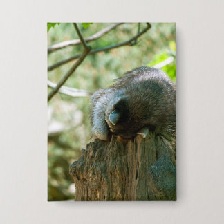 Sleeping Raccoon Stickers 缶バッジ