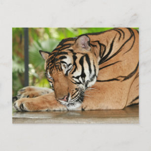 Sleeping Tigerフォトポストカード ポストカード
