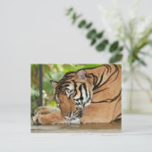 Sleeping Tigerフォトポストカード ポストカード (スタンド正面)