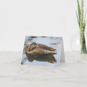 Sleepy Duck Nature Photography Note カード (正面)