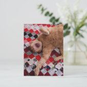 Sleepy Ginger Kitty with a big Yawn ポストカード (スタンド正面)