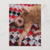 Sleepy Ginger Kitty with a big Yawn ポストカード (正面)