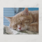 Sleepy Kitty Taz - Cat Postcard シーズンポストカード (正面)