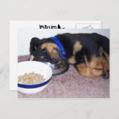 sleepyhead rottweiler. ポストカード (正面/裏面)