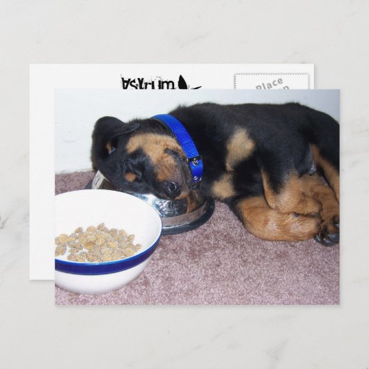 sleepyhead rottweiler. ポストカード (正面/裏面)