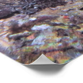 Slender Grouper on the Reef ポスター (角)