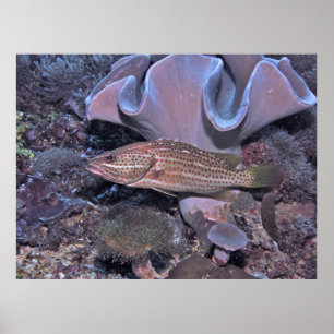 Slender Grouper on the Reef ポスター