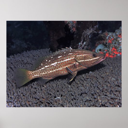 Slender Grouper on the Reef ポスター (正面)