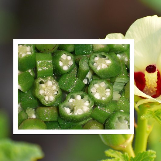 Sliced Okra Postcard ポストカード