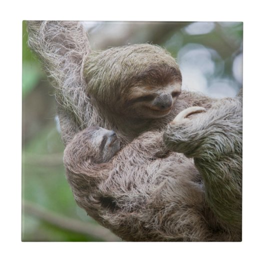 Slothベビーとぶら下がったMother's from a Tree タイル (正面)