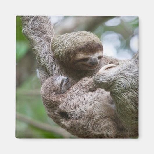 Slothベビーとぶら下がったMother's from a Tree マグネット (正面)