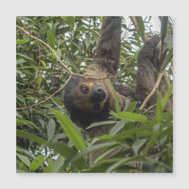 Sloth_20171103_by_JAMFoto (正面)