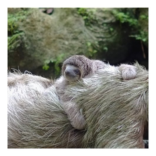 Sloth_20171104_by_JAMFoto フォトプリント (正面)