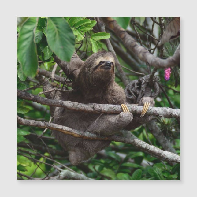 Sloth_20171106_by_JAMFoto (正面)