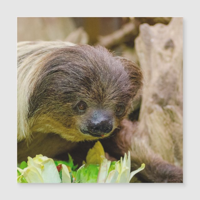 Sloth_20171107_by_JAMFoto (正面)