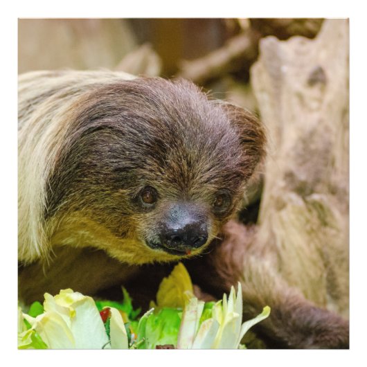 Sloth_20171107_by_JAMFoto フォトプリント (正面)