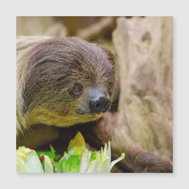 Sloth_20171108_by_JAMFoto (正面)