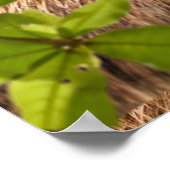 Sloth Couple ポスター (角)