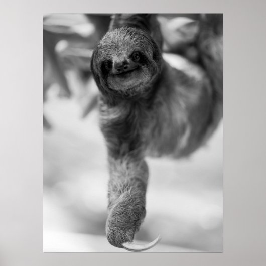 Sloth Hanging From Tree Branch Wildlife ポスター (正面)