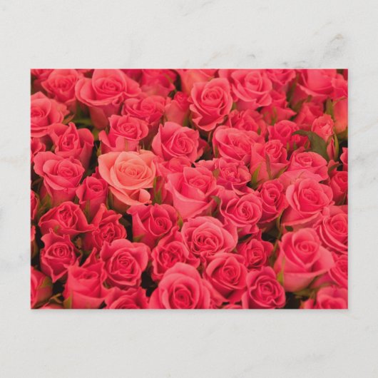 SLOVENIA, Ljubljana:リュブリャナ公設市場/ ポストカード (正面)