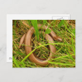 Slow Wormポストカード ポストカード (正面/裏面)