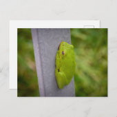 Small green tree frog clings to a metal rail. ポストカード (正面/裏面)