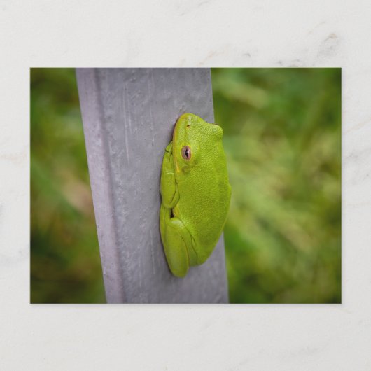 Small green tree frog clings to a metal rail. ポストカード (正面)