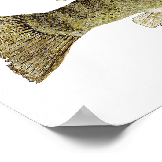 Smallmouth Bass水彩 ポスター (角)