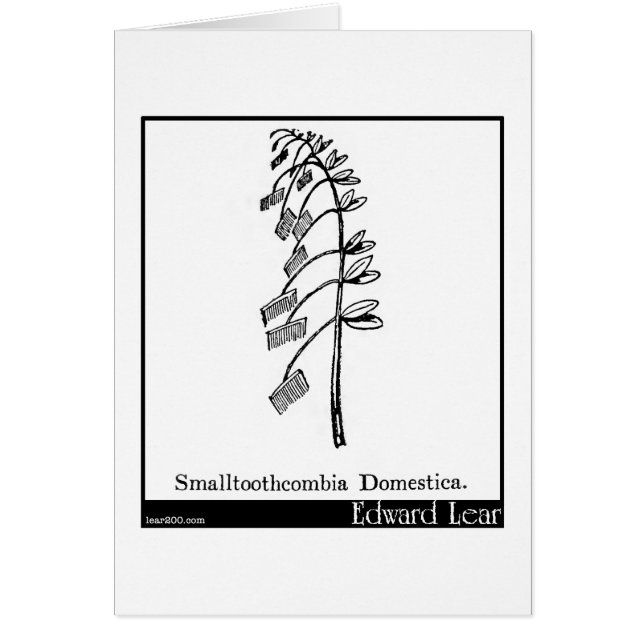 Smalltoothcombia Domestica. (正面)