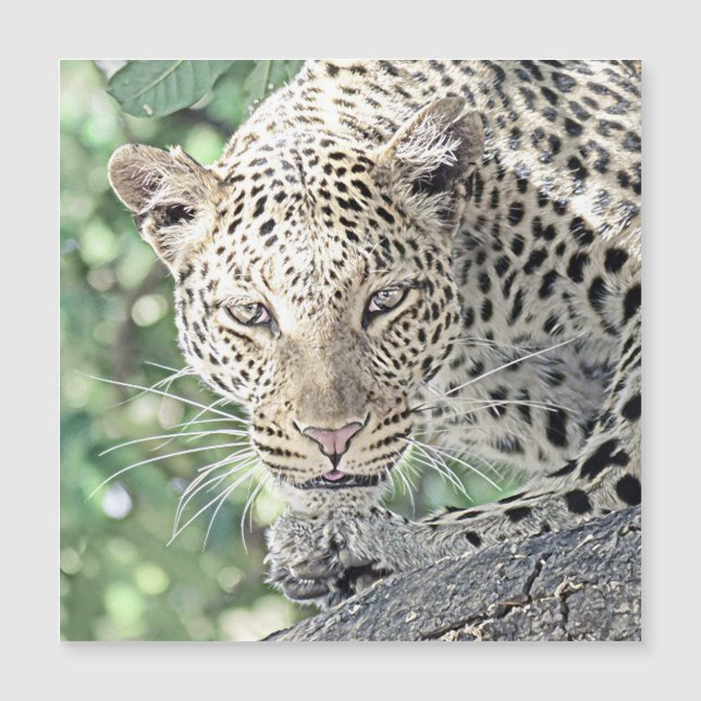 smartmix animal-leopard 2 (正面)
