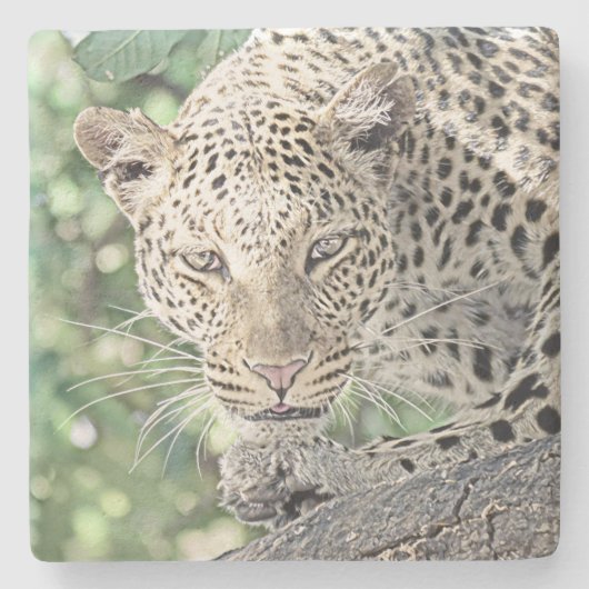 smartmix animal-leopard 2 ストーンコースター (正面)