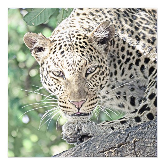 smartmix animal-leopard 2 フォトプリント            (正面)