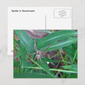 Smartweedポストカードのスパイダー ポストカード (正面/裏面)
