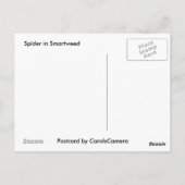 Smartweedポストカードのスパイダー ポストカード (裏面)