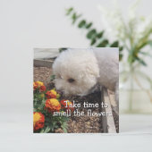 Smell the Flowers カード (スタンド正面)