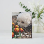 Smell the Flowers ポストカード (スタンド正面)
