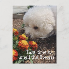 Smell the Flowers ポストカード