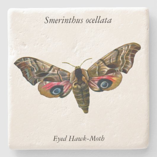 Smerinthus ocellata - Ead Hawk-Moth – カラーイメージ ストーンコースター (正面)