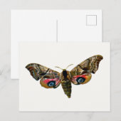 Smerinthus ocellata - Ead Hawk-Moth – カラーイメージ ポストカード (正面/裏面)