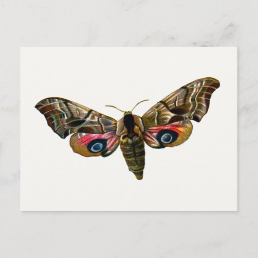 Smerinthus ocellata - Ead Hawk-Moth – カラーイメージ ポストカード (正面)