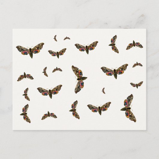 Smerinthus ocellata - Ead Hawk-Moth – カラーイメージ ポストカード (正面)