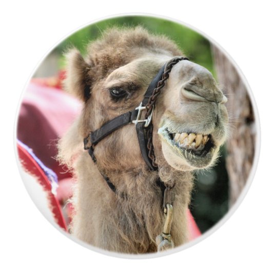 Smile セラミックノブ (正面)