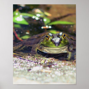 Smiling Bullfrog Animal ポスター