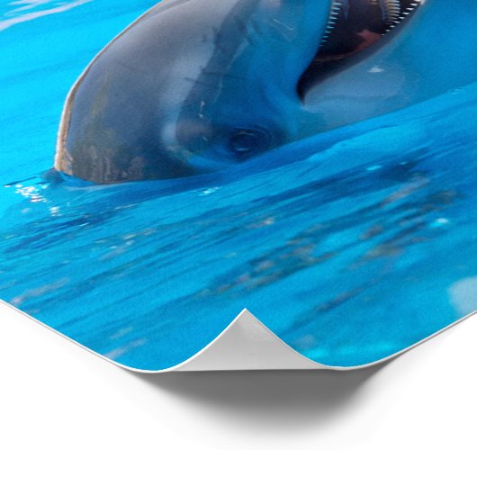 Smiling Dolphins ポスター (角)