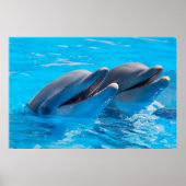 Smiling Dolphins ポスター (正面)