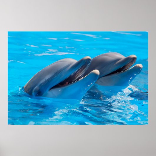 Smiling Dolphins ポスター (正面)