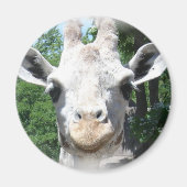 Smiling Giraffe マグネット (正面)